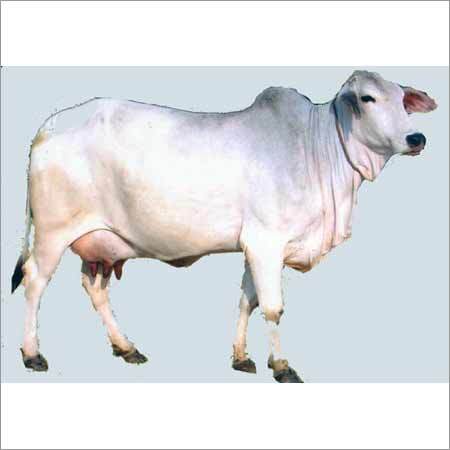 Tharparkar Cow