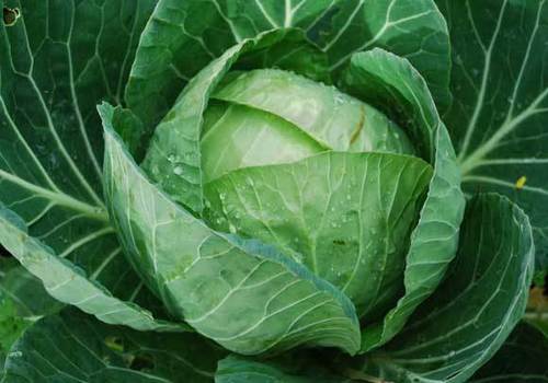 Fresh Green Cabbage