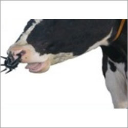 Cow Weaner