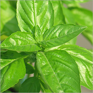 Anethole 99 - Age Group: All Age Group