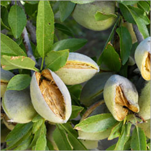 Macadamia Carrier Oil - Raw Material: Peel