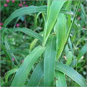 जमरोसा रूट ऑयल