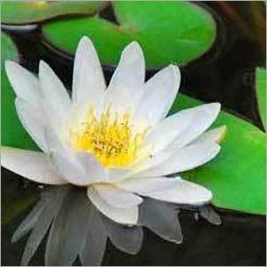 Lotus Oil - Suitable For: Personal Care