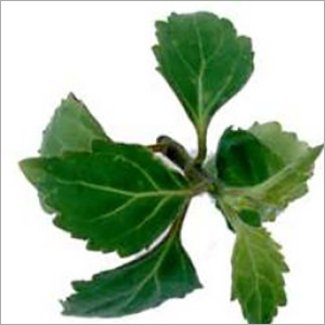 पैचौली ऑयल