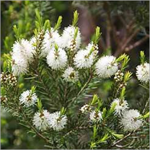 टी ट्री ऑयल