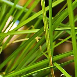 Vetiver Root Oil - Purity: 99%