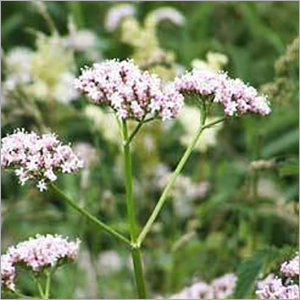 वर्मवुड ऑयल