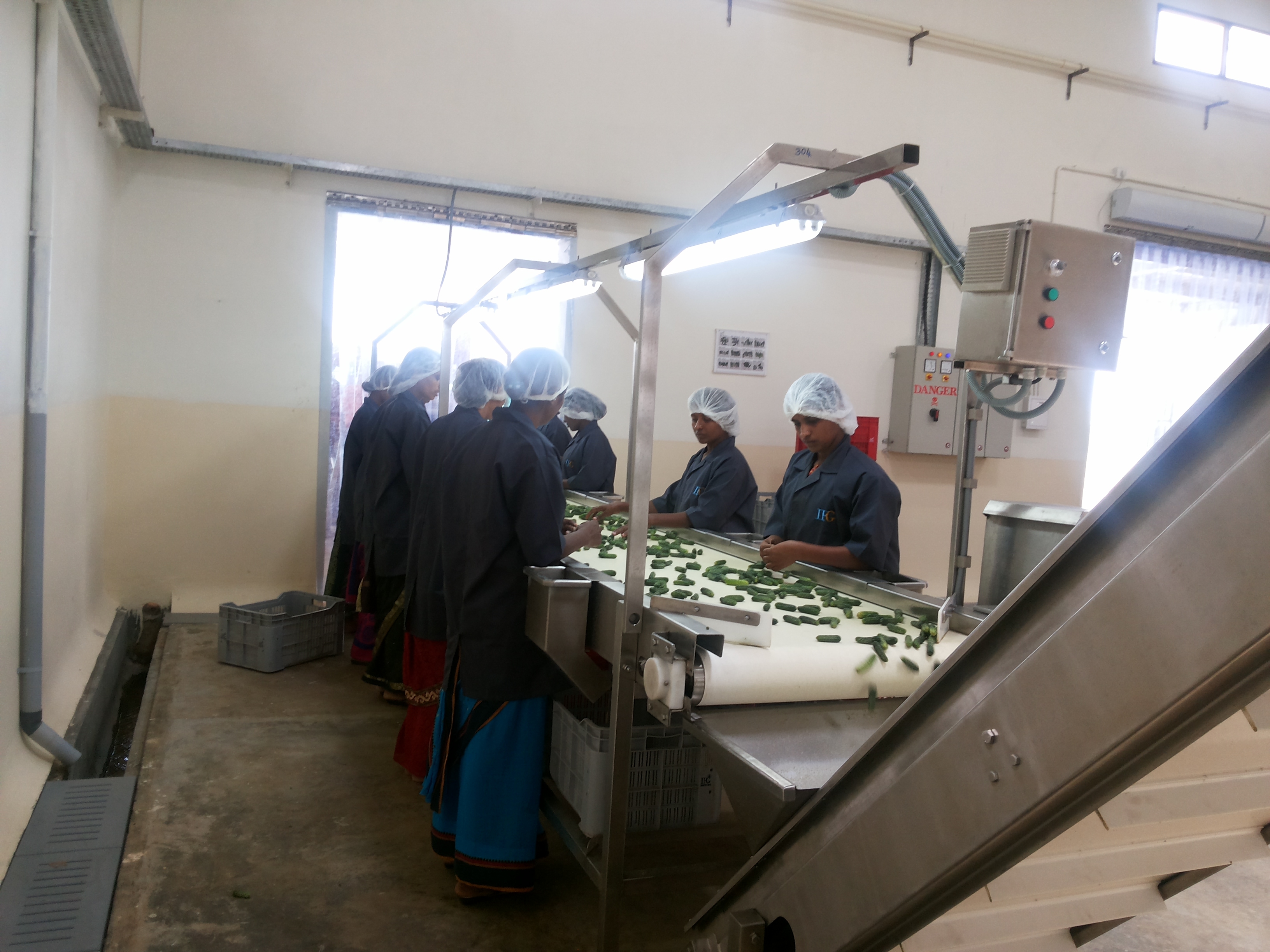 Gherkin Bulk Line Processing Machinery