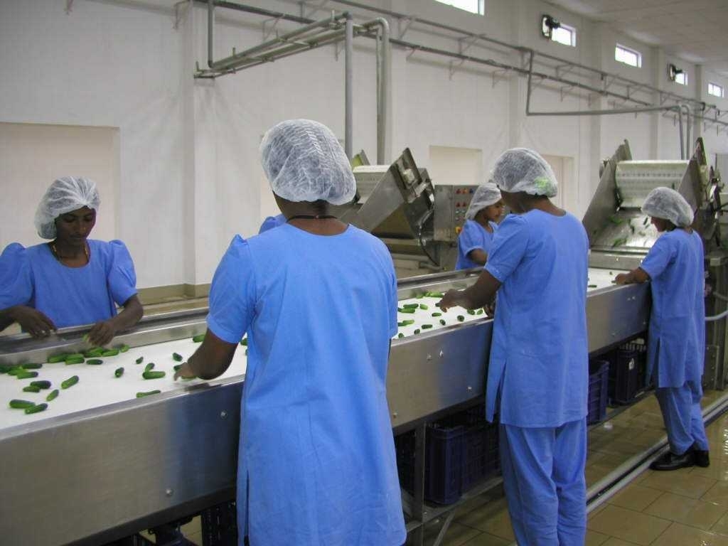 Gherkin Bulk Line Processing Machinery