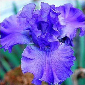 Amber Absolute Oil - Age Group: Adults