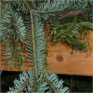 फ़िर बालसम एब्सोल्यूट