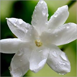 Jasmine Grandiflorum Absolute Oil - Feature: Fragrance Compound