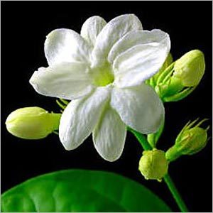 जैस्मीन सांबैक एब्सोल्यूट