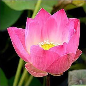 Lotus (Pink) Absolute Oil - Purity: 99%