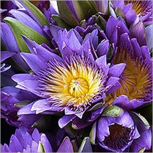 Lotus Blue Absolute Oil - Purity: 99%