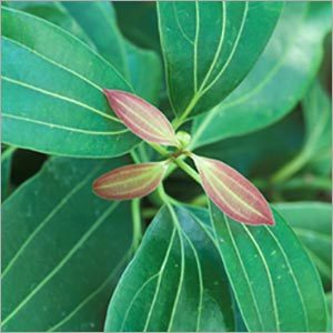 Cinnamon Oil - 100% Pure Extract, 3-Year Shelf Life | Contains Natural Cinnamon