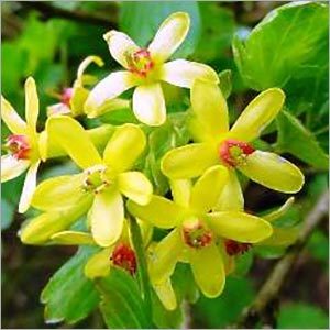 Clove Oil - Pure Essential Oil Extracted from Leaves | Adults, Cool Storage, 2-Year Shelf Life