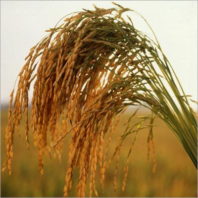 चावल के निर्माता और निर्यातक