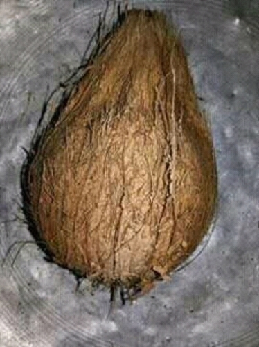 सेमी हस्क्ड नारियल