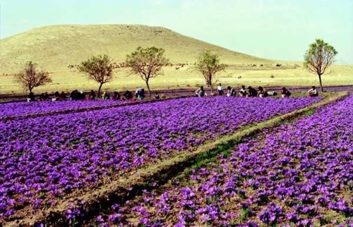 Kashmir Saffron
