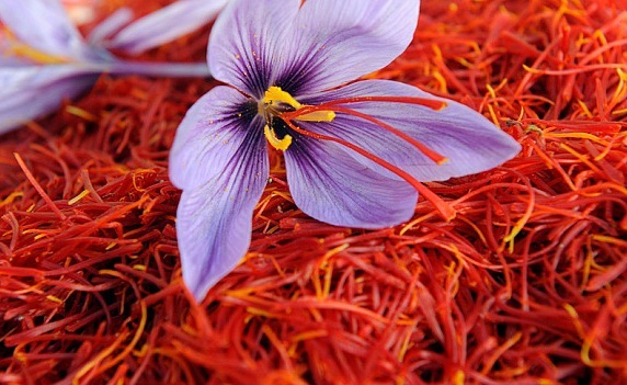 Kashmir Saffron