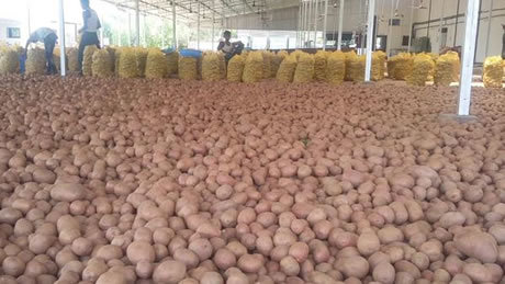 Seasonal Potatoes