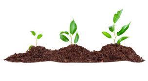 Soil Testing Service - Comprehensive Analysis Tools , Accurate Nutrient Assessment and Environmental Impact Evaluation