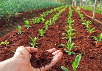 Soil Testing - High Precision Analysis Kit | Accurate Nutrient Measurement, User-Friendly Interface, Quick Turnaround Results