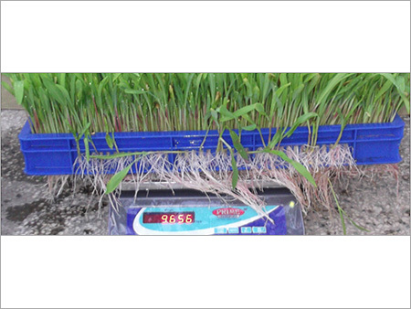 Green Grass Fodder Machine