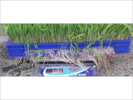 Hydroponic Wheat Grass Machine