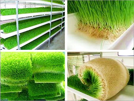 Hydroponic Fodder Systems