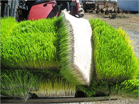 Green Grass Installation Services