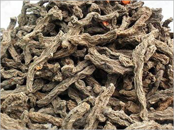 हल्दी की मातृ कंद