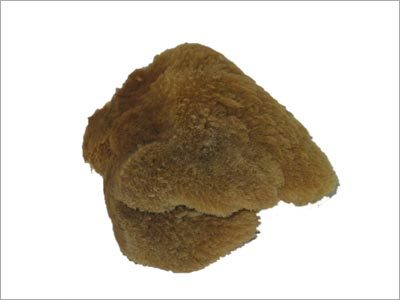 समुद्री स्पंज