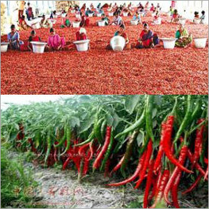 ताजा लाल मिर्च