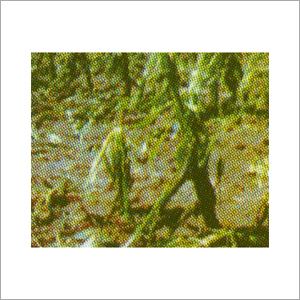 Suco Safer Molecules - Hail Damage