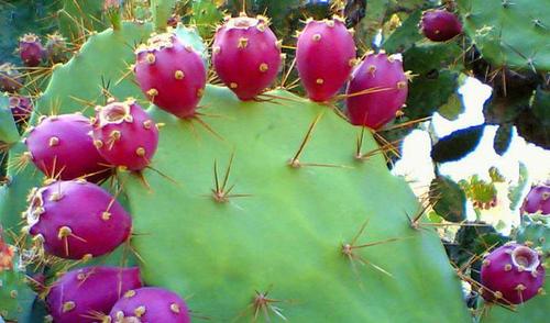 Fresh Herbs Prickly Pear Cactus