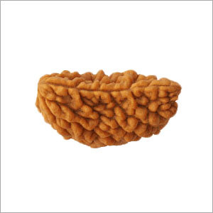 1 मुखी रुद्राक्ष
