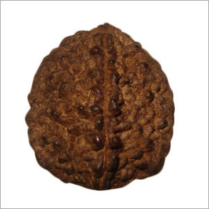 2 मुखी रुद्राक्ष