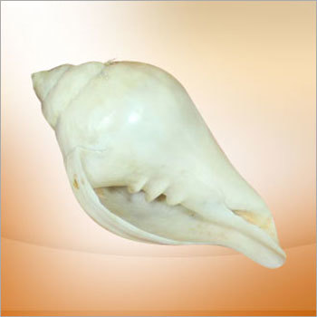 दाहिने हाथ का शंख