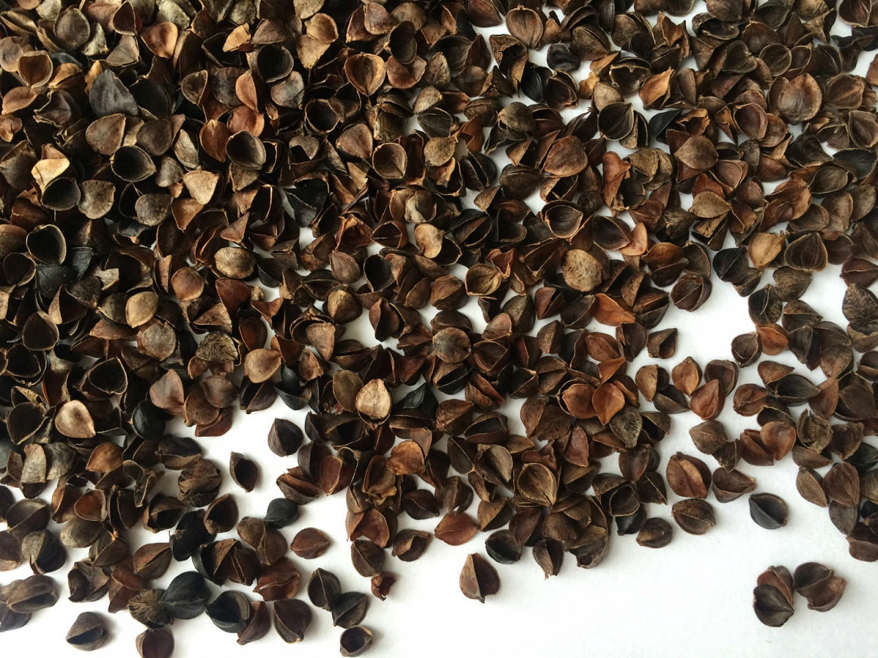 Organic Buckwheat Hulls