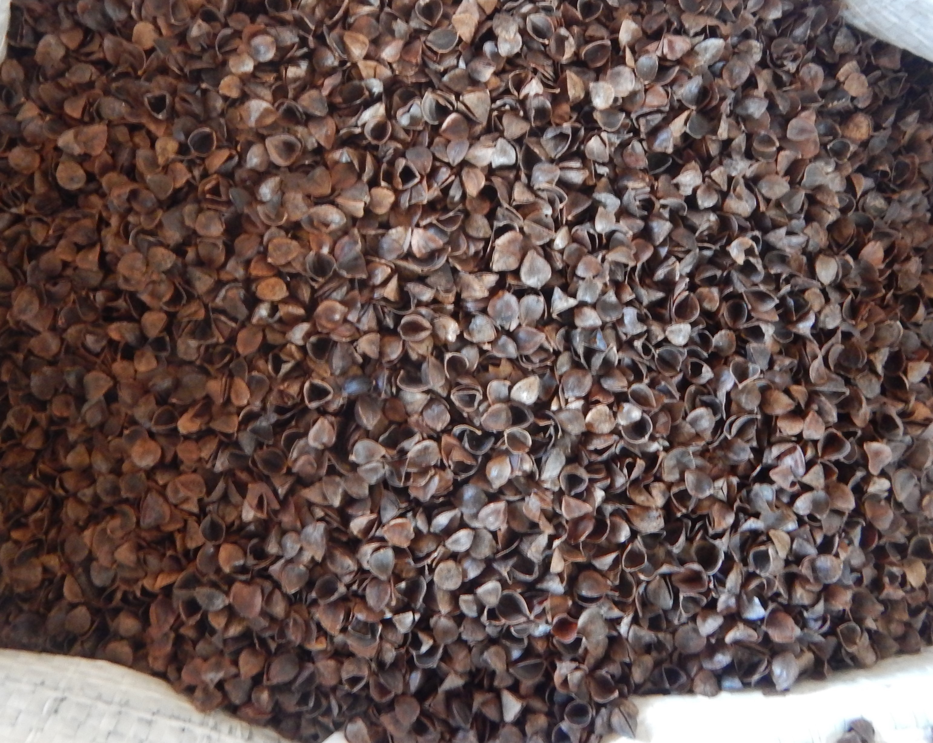 Organic Buckwheat Hulls