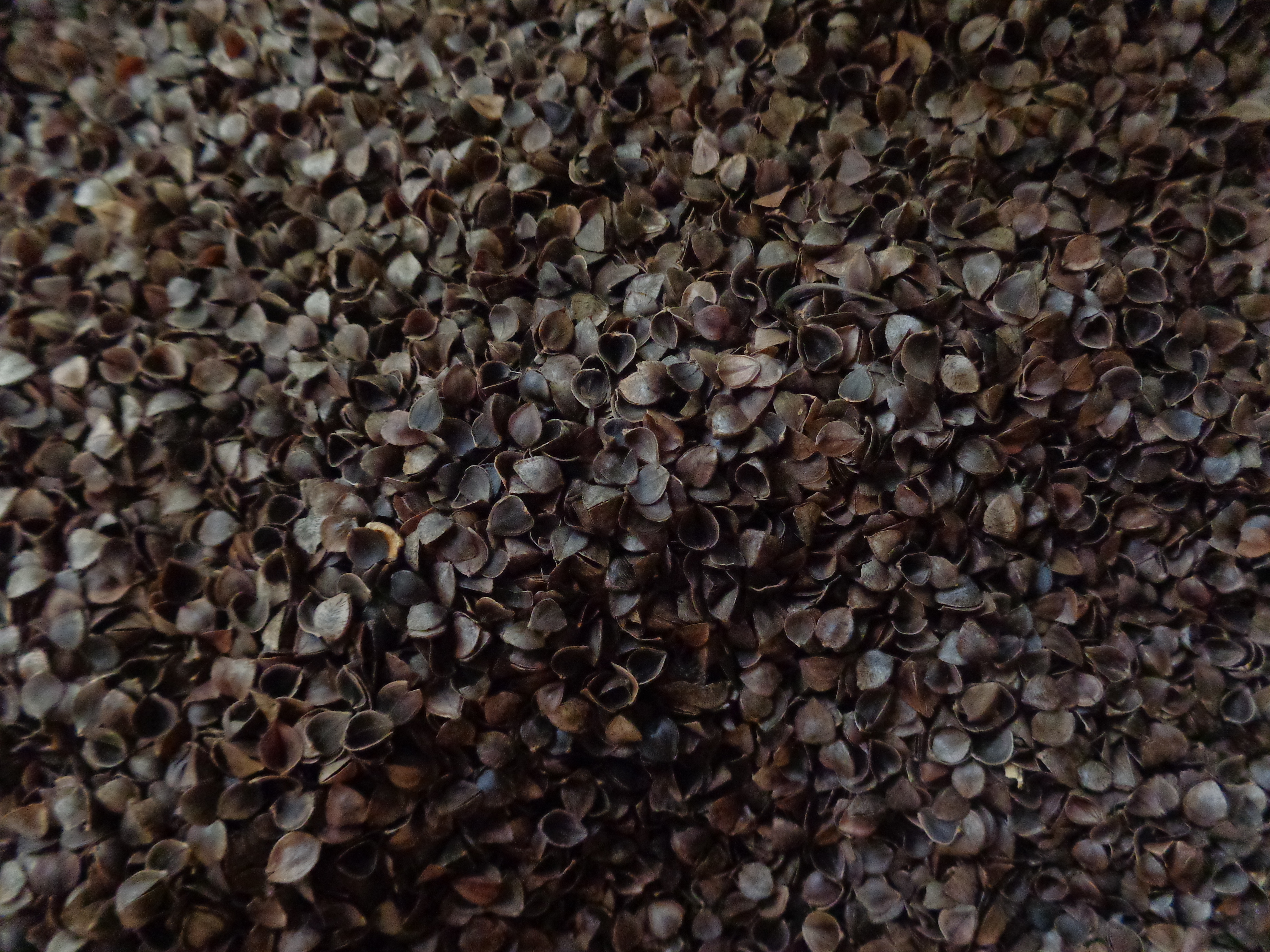 Organic Buckwheat Hulls