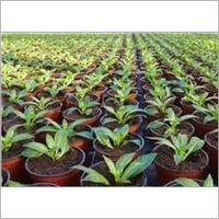 जैव कवकनाशी अनुप्रयोग: औद्योगिक