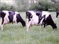 डेयरी कंसल्टेंसी सर्विसेज