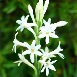 Tuberose Essential Oil - Age Group: Adults