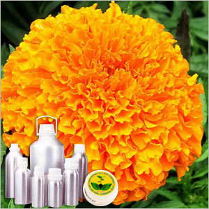 Marigold/ Rub Genda/ Tegetes Absolute Oil
