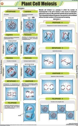 प्लांट सेल मीओसिस चार्ट