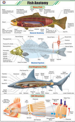 फिश एनाटॉमी चार्ट