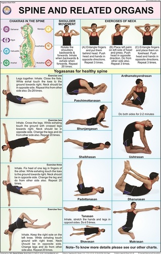 स्पाइन एंड रिलेटेड ऑर्गन्स चार्ट